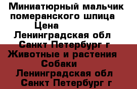 Миниатюрный мальчик померанского шпица › Цена ­ 30 000 - Ленинградская обл., Санкт-Петербург г. Животные и растения » Собаки   . Ленинградская обл.,Санкт-Петербург г.